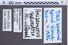 Etikette zu Anisomerus sylvestris (NHMW-ZOO-COL-0008505)